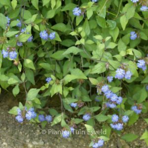 Ceratostigma griffithii