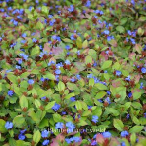 Ceratostigma plumbaginoides