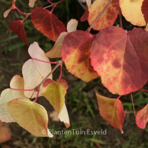 Cercidiphyllum 'JWW4' (GLOWBALL)