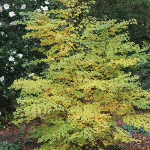 Cercidiphyllum japonicum 'Boyd's Dwarf'