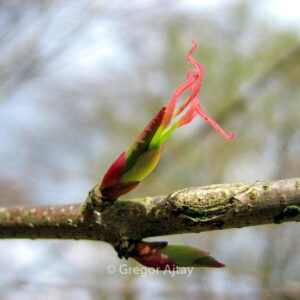 Cercidiphyllum japonicum 'Krukenberg Dwarf'