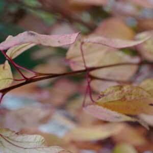 Cercidiphyllum japonicum 'Magma'