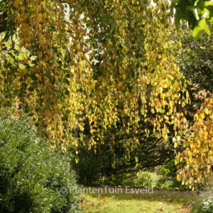 Cercidiphyllum japonicum 'Morioka Weeping'