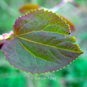 Cercidiphyllum japonicum 'Peach'