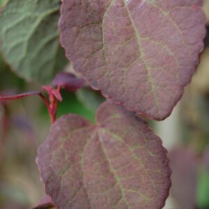 Cercidiphyllum japonicum 'Rotfuchs'