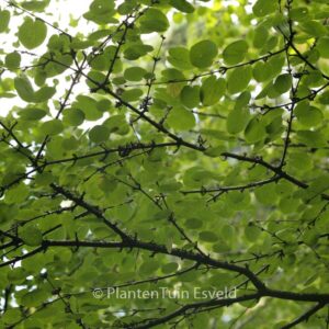 Cercidiphyllum japonicum magnificum