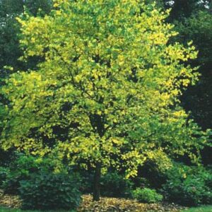 Cercidiphyllum japonicum sinense