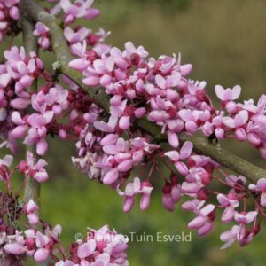 Cercis canadensis