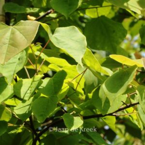 Cercis canadensis 'Cascading Hearts'