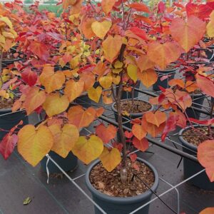 Cercis canadensis 'Eternal Flame'