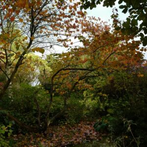 Cercis canadensis 'Forest Pansy'