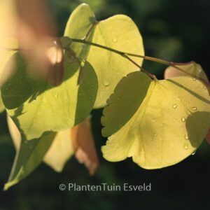 Cercis canadensis 'Hearts of Gold'