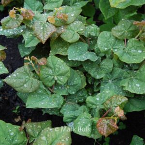 Cercis canadensis 'Litwo' (LITTLE WOODY)