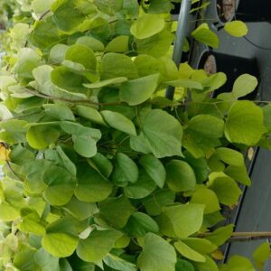 Cercis canadensis 'NC2015 12' (Golden Falls)