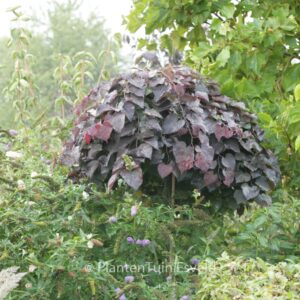 Cercis canadensis 'Ruby Falls'