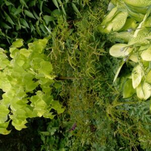 Cercis canadensis 'The Rising Sun' (JN2)