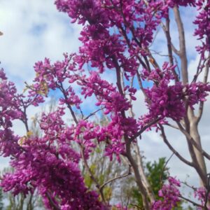 Cercis chinensis 'Avondale'