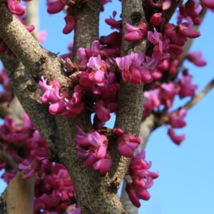 Cercis chinensis 'Don Egolf'