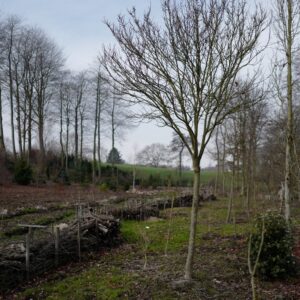 Cercis chinensis 'Shirobana'