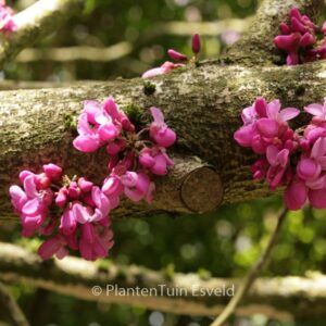 Cercis glabra