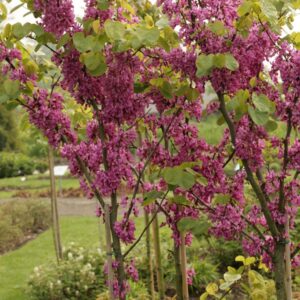 Cercis siliquastrum 'Bodnant'