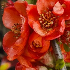Chaenomeles japonica 'Cido'