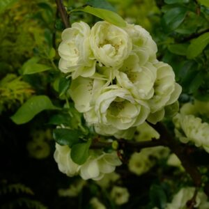 Chaenomeles speciosa 'Kinshiden'