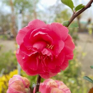 Chaenomeles speciosa 'Pink Storm'