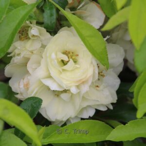 Chaenomeles speciosa 'Yukigoten'