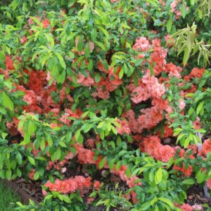 Chaenomeles superba 'Cameo'