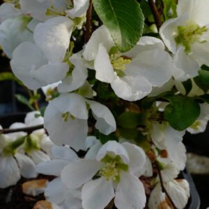 Chaenomeles superba 'Jet Trail'