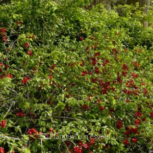 Chaenomeles superba 'Red Trail'