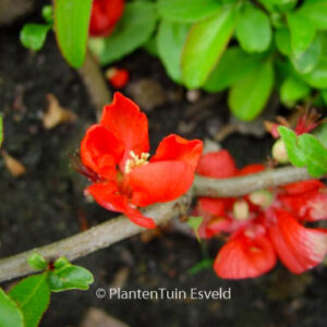 Chaenomeles superba 'Texas Scarlet'