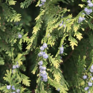 Chamaecyparis lawsoniana 'Ellwood's Empire'