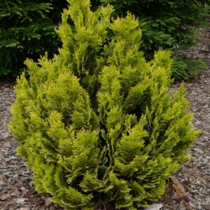 Chamaecyparis lawsoniana 'Minima Aurea'