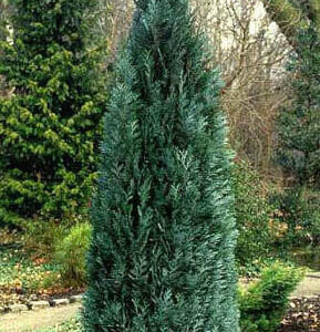 Chamaecyparis lawsoniana 'Pelt's Blue'