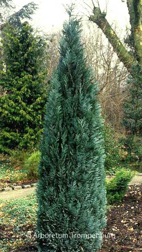 Chamaecyparis lawsoniana 'Pelt's Blue'