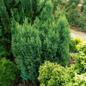 Chamaecyparis lawsoniana 'Snow White'