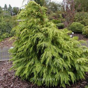 Chamaecyparis lawsoniana 'Sunkist'