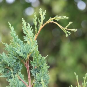 Chamaecyparis lawsoniana 'Wissel's Saguaro'