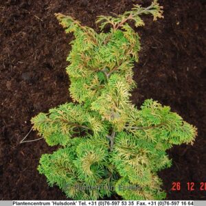 Chamaecyparis obtusa 'Lycopodioides'