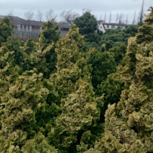 Chamaecyparis obtusa 'Nana Aurea'