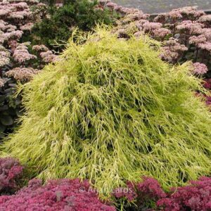 Chamaecyparis pisifera 'Filifera Aurea'