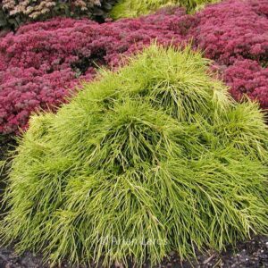 Chamaecyparis pisifera 'Sungold'