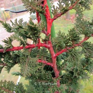 Chamaecyparis pisifera 'Teddy Bear'