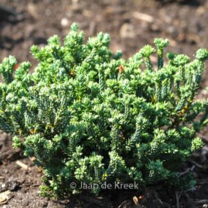 Chamaecyparis thyoides 'Versent' (BLUE ROCK)