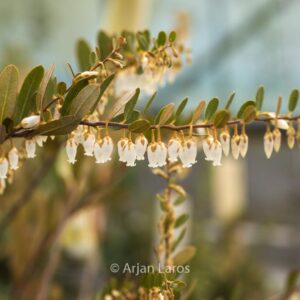 Chamaedaphne calyculata