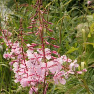 Chamerion angustifolium 'Stahl Rose'