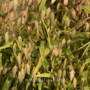 Chasmanthium latifolium