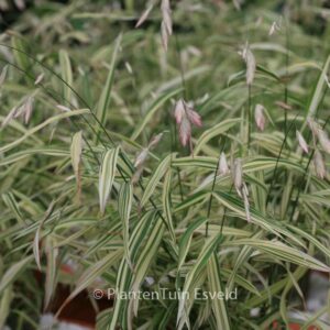 Chasmanthium latifolium 'River Mist'